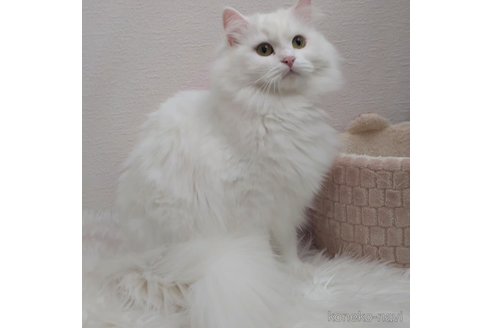 ホワイトちゃん1枚目
